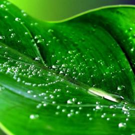 25张不错的绿色摄影照片