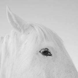 23张不错的白色系摄影照片