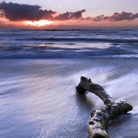 44张漂流的木头摄影照片