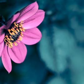 40张漂亮迷人的花朵摄影照片