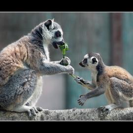 25张动物的妈妈和宝宝的摄影照片