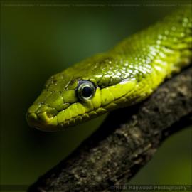 26张绿色系的摄影照片