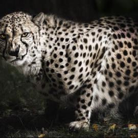 50张大师级别的摄影作品欣赏