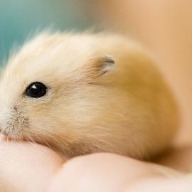 50张可爱的小动物摄影照片