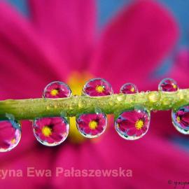 27张迷人的水珠微距摄影照片