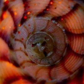 40张有趣的微距摄影照片