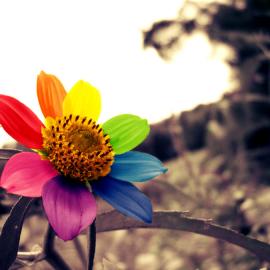 30张七彩的摄影照片欣赏