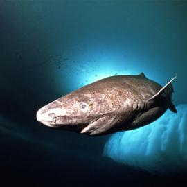 30张美丽的格陵兰岛摄影照片