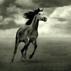 35张关于马的摄影照片