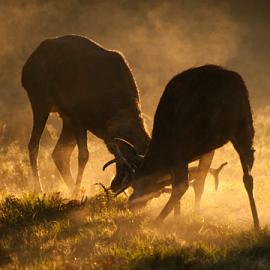 50张运动中的动物抓拍摄影照片
