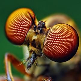 100张惊人的微距摄影照片欣赏Ⅰ