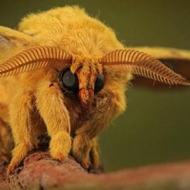 100张惊人的微距摄影照片欣赏Ⅱ