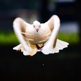 38张印度尼西亚首都雅加达的摄影照片