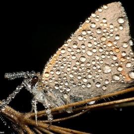 30张迷人的晨露摄影照片
