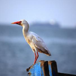 40张安哥拉首都罗安达的摄影照片