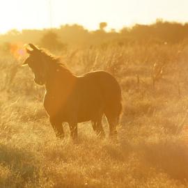 38张西班牙科尔多瓦的摄影照片