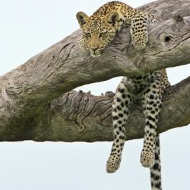 60张野外动物摄影照片欣赏