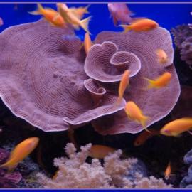 40个优秀的海底摄影照片