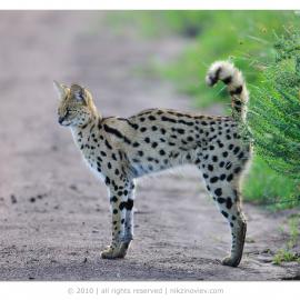 40张让你震憾的野生动物摄影照片