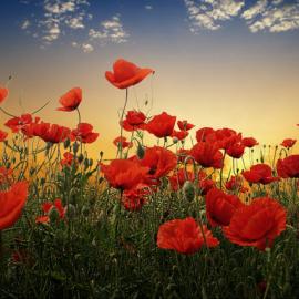 60张美丽漂亮的花朵摄影照片