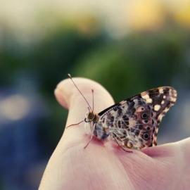 30张美丽的蝴蝶摄影照片