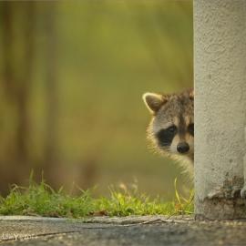 56张超级可爱的动物摄影照片