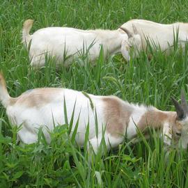 39张感人瞬间的动物摄影照片