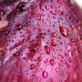 33张精美的微距摄影照片