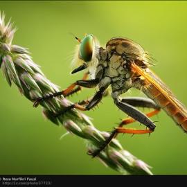 44张创意的昆虫摄影照片