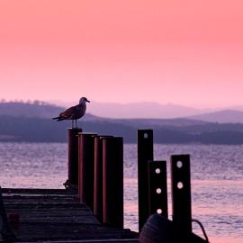 38张澳洲的霍巴特摄影照片