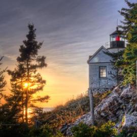 65张漂亮的树木摄影照片