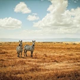 57张优秀的野生动物摄影照片