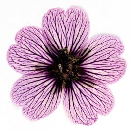 49张漂亮的花朵摄影照片