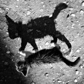 50张优秀的黑白摄影照片