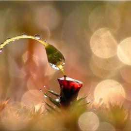 35张极美的晨露摄影照片