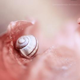 30张迷人的微距摄影照片