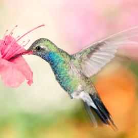 30个漂亮的峰鸟摄影照片