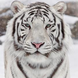 16张狂野的野生老虎摄影照片