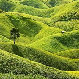 20张宁静美丽的林木摄影照片