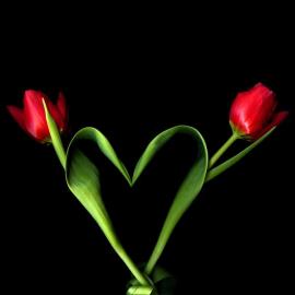 30张有爱的心和玫瑰摄影照片