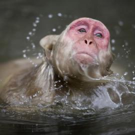50张惊人的动物摄影照片