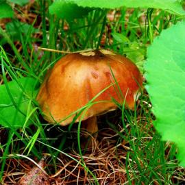 30张可爱的蘑菇摄影照片