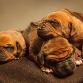 30张可爱的小动物摄影照片