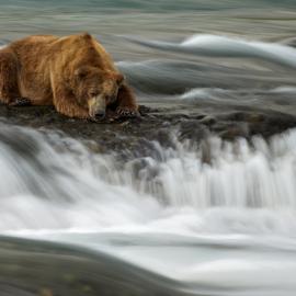 25张漂亮的野生动物摄影照片