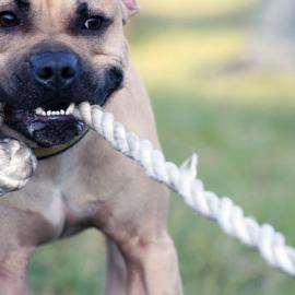40张不错的斗牛犬的摄影照片