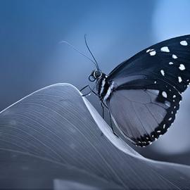 60张迷人的蝴蝶摄影照片