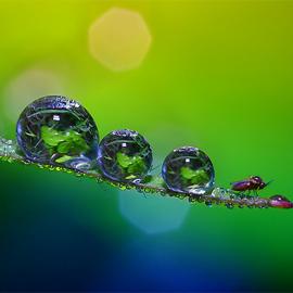 50张让你惊叹的微距摄影照片