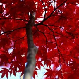 30张颜色艳丽的摄影照片