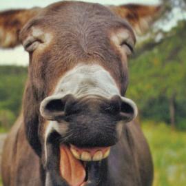 50张可以让你开心一笑的摄影照片