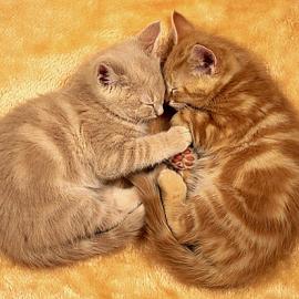 40张超级可爱的小猫摄影照片